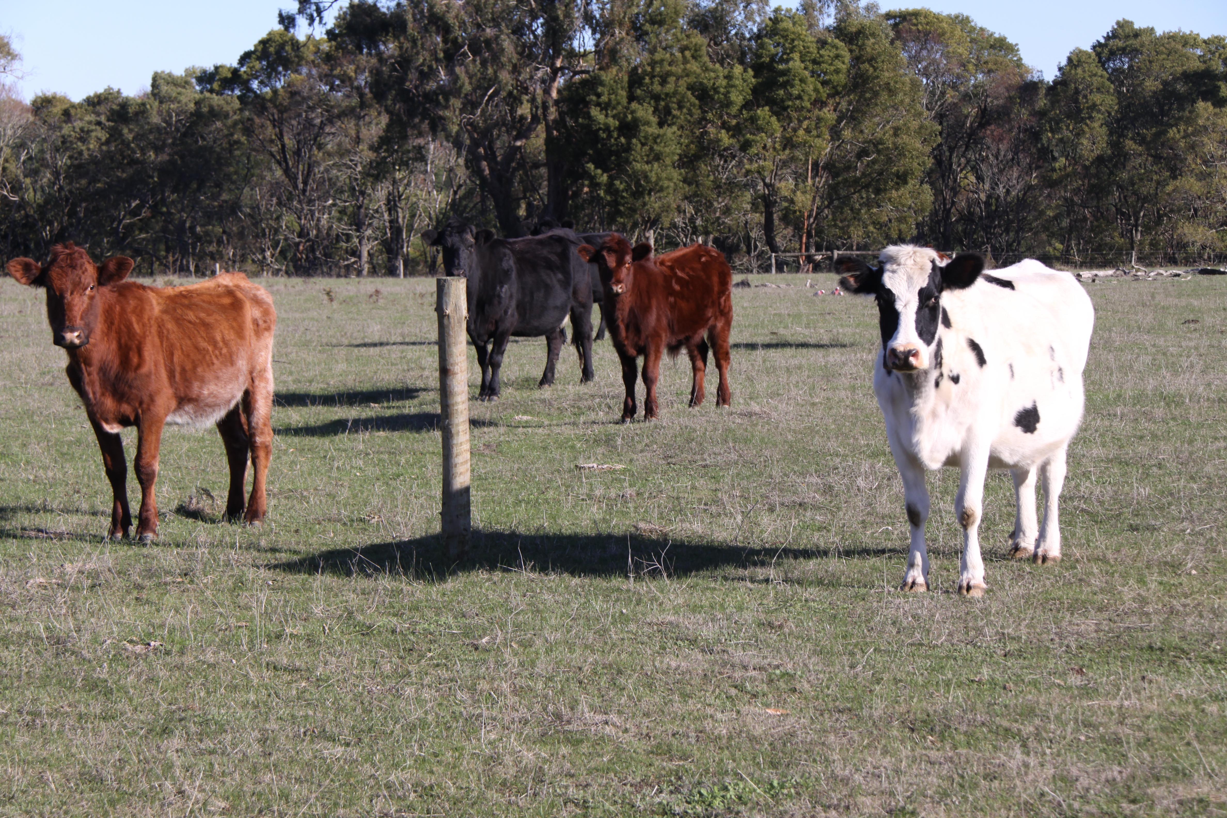 Greenwald Farm - approx. 48.6ha - Image# 9